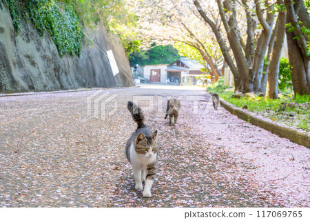 Cats and cherry blossoms on Karatsu Island Cats and cherry blossoms on Karatsu Island 117069765