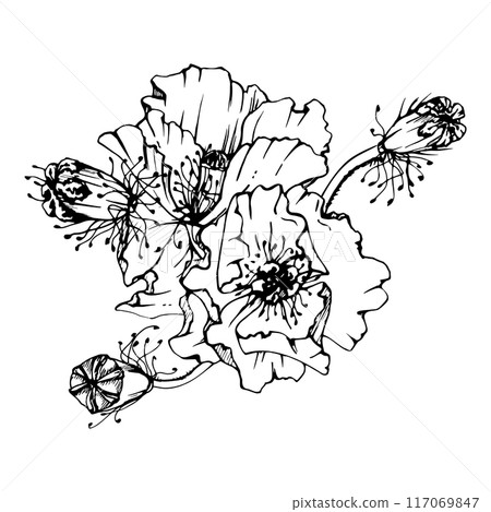 Hand drawn vector graphic botanical illustration flowers leaves. Red poppy papaver, stems buds seedpods. Field bouquet isolated on white background. Design wedding, cards, remembrance day stationery 117069847