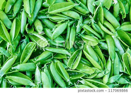 Empty open pods of garden peas after shelling, green plant texture for background. Empty open pods of garden peas after shelling, green plant texture for background. 117069866