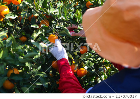 Farmer picking tangerines from the tree in the orchard Farmer picking tangerines from the tree in the orchard 117070017