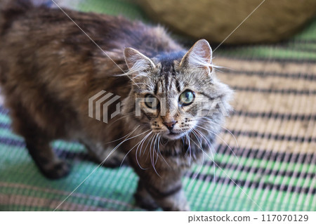 A cat is currently standing on a rug while gazing at the camera 117070129