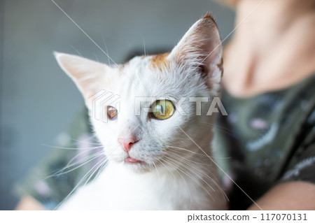 A woman is gently holding a fluffy white cat with striking green eyes 117070131