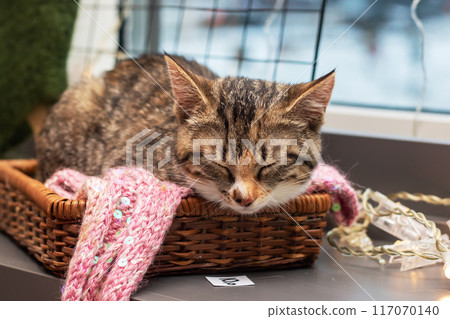 Gray Kitten sleeps on knitted hats closeup 117070140
