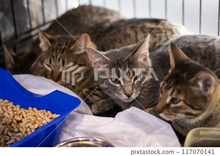 Three cats are peacefully resting inside a cage near a bowl of food 117070141