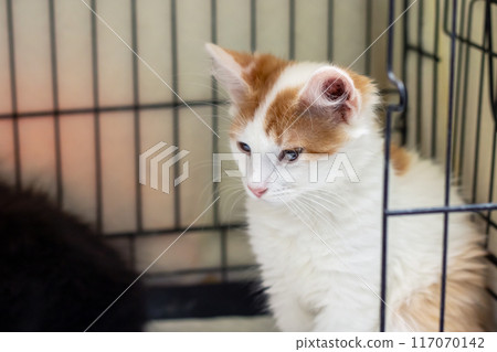 A cat in a crate, brown and white, Felidae member, carnivorous with whiskers 117070142