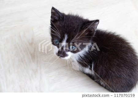 A black and white kitten with blue eyes gazes into the camera A black and white kitten with blue eyes gazes into the camera 117070159