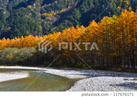 Autumn, Kamikochi, Azusa River, Japanese larch forest Autumn, Kamikochi, Azusa River, Japanese larch forest 117070171