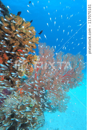 A school of cardinalfish in the waters of Zamami Island, Okinawa A school of cardinalfish in the waters of Zamami Island, Okinawa 117070181