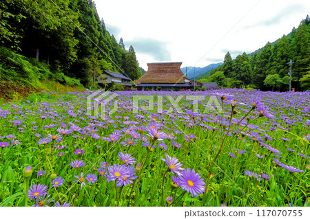Kyoto Kitayama Yuzen Chrysanthemums and Thatched Roofs③ Kyoto Kitayama Yuzen Chrysanthemums and Thatched Roofs③ 117070755