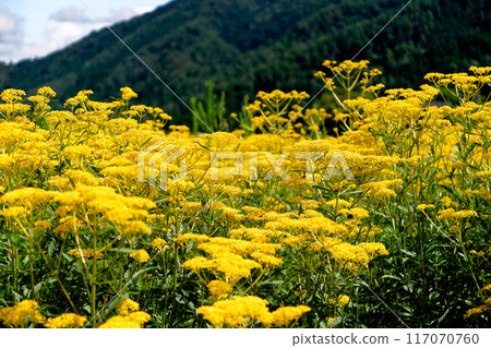 Mustard greens② 117070760