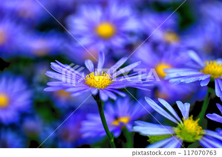 Kyoto Kitayama Yuzen Chrysanthemums in One Line③ 117070763