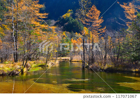 秋天的上高地田代池 117071067
