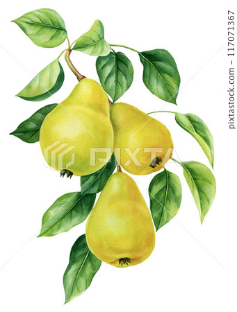 Painting Pear fruit, branch, green leaves isolated, botanical watercolor illustration, fall clipart, fresh pears poster Painting Pear fruit, branch, green leaves isolated, botanical watercolor illustration, fall clipart, fresh pears poster 117071367