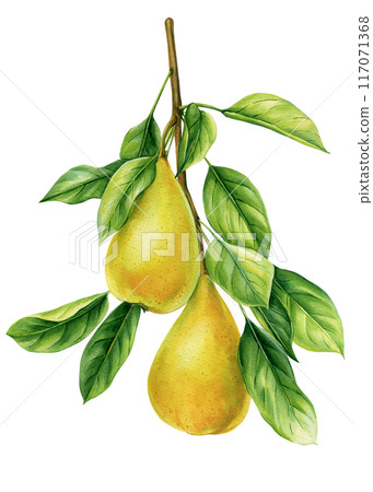 Pear fruit on branch with green leaves isolated, botanical watercolor illustration, fall clipart, yellow pears poster Pear fruit on branch with green leaves isolated, botanical watercolor illustration, fall clipart, yellow pears poster 117071368