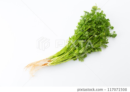 Pakuti(香菜) Pakuti(香菜) 117071508