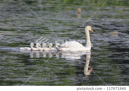 小疣鼻天鵝跟著父母過湖 117071840