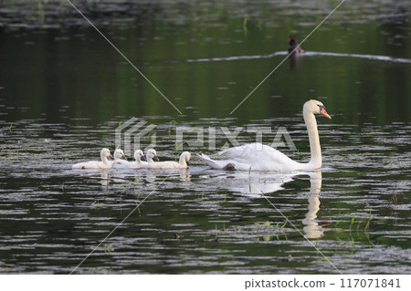 小疣鼻天鵝跟著父母過湖 117071841