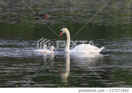 疣鼻天鵝雛鳥正在由父母餵食 疣鼻天鵝雛鳥正在由父母餵食 117071842