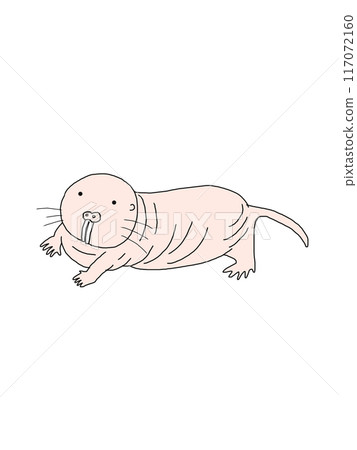 永不衰老的裸鼴鼠 117072160