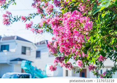 Summer: Crape myrtle in full bloom 117072219