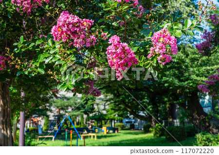 Summer: Crape myrtle in full bloom 117072220