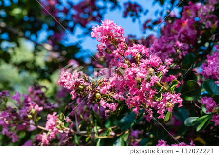 Summer: Crape myrtle in full bloom 117072221
