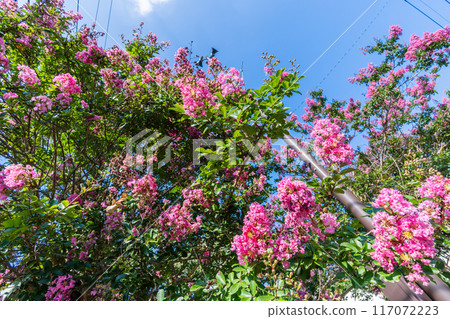 Summer: Crape myrtle in full bloom 117072223