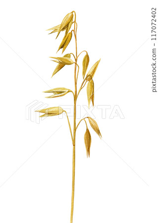 Oats isolated watercolor, realistic set cereal growing dry plant, seeds. Agriculture and harvesting wholegrain product Oats isolated watercolor, realistic set cereal growing dry plant, seeds. Agriculture and harvesting wholegrain product 117072402