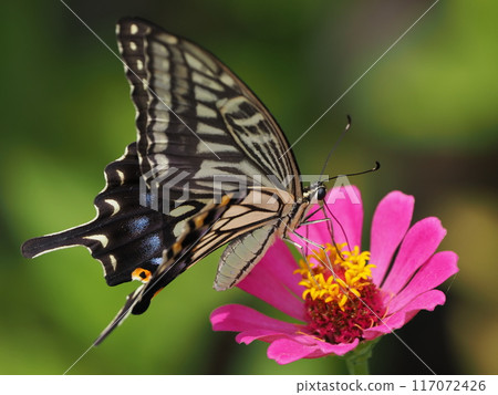 Bamboo grass and swallowtail butterfly Bamboo grass and swallowtail butterfly 117072426