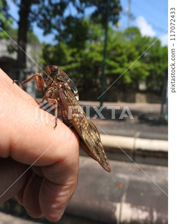 Side of a female brown cicada landing on a hand 117072433