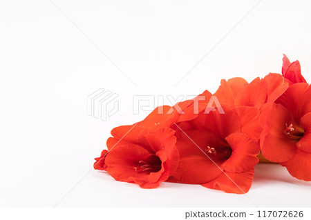Red gladiolus flower on gray background. Concept of love, holiday, valentine's day, birthday, mother's day. Greeting card Red gladiolus flower on gray background. Concept of love, holiday, valentine's day, birthday, mother's day. Greeting card 117072626
