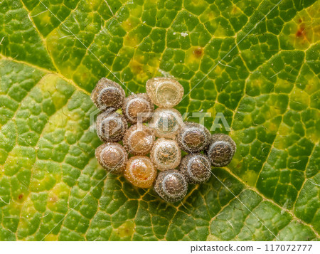 Cluster of insect eggs laid on garden plant leaves 117072777