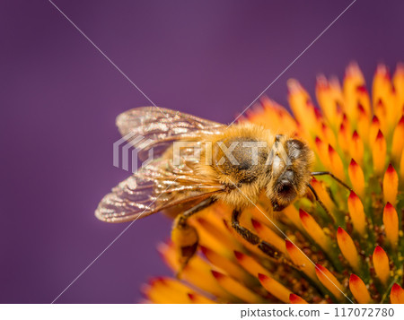 A honeybee pollinating echinacea flowers A honeybee pollinating echinacea flowers 117072780