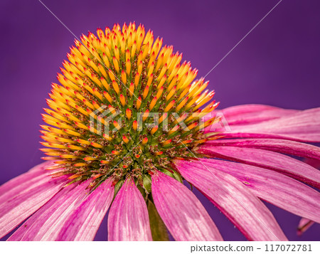 Echinacea flower in blossom Echinacea flower in blossom 117072781