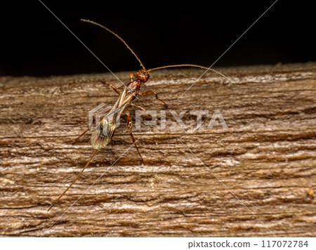 Mud wasp resting on wooden surface 117072784