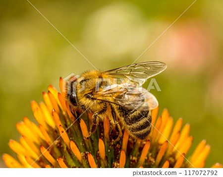 A honeybee pollinating echinacea flowers A honeybee pollinating echinacea flowers 117072792