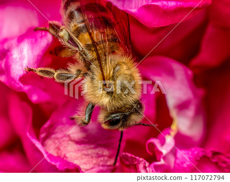 A honeybee pollinating rose flowers 117072794