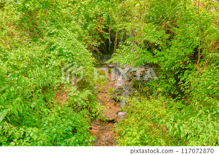 Kibune神社Tanabata Kibune神社Tanabata 117072870