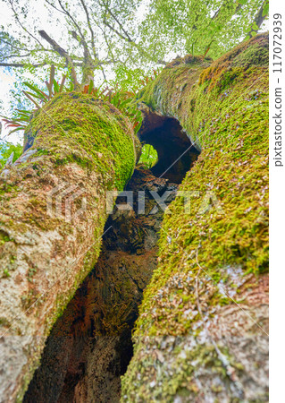 Kibune神社Tanabata Kibune神社Tanabata 117072939
