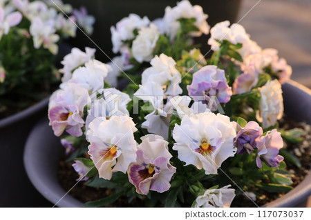 Pansy Pansy 117073037