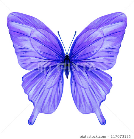 purple butterfly watercolor painting illustration isolated on background, violet butterfly clipart hand painted  117073155