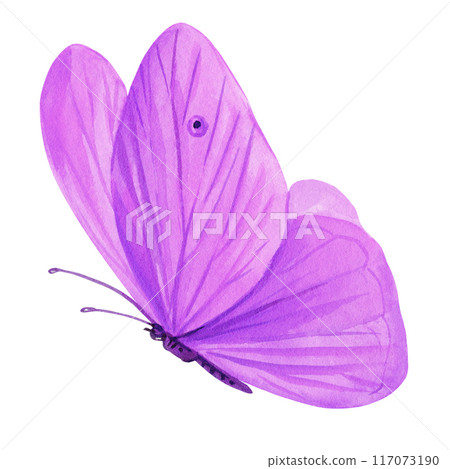 purple butterfly watercolor painting illustration isolated on background, violet butterfly clipart hand painted  117073190