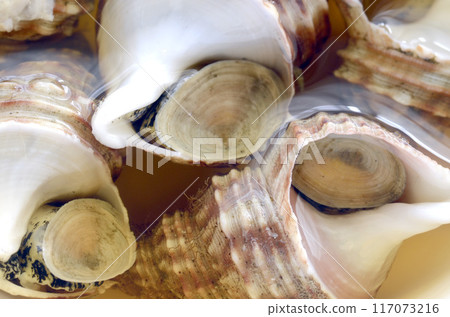 Crab shell Crab shell 117073216