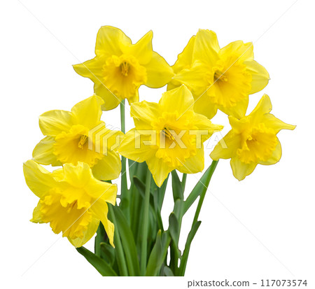 Vibrant yellow daffodils isolated on white background. Vibrant yellow daffodils isolated on white background. 117073574