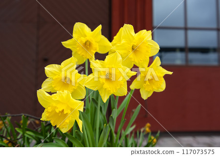 A bouquet of vibrant yellow daffodils in full bloom. King's Garden, Sweden. A bouquet of vibrant yellow daffodils in full bloom. King's Garden, Sweden. 117073575