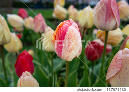 A Single Pink and White Tulip Blooming. King's garden, Stockholm, Sweden. A Single Pink and White Tulip Blooming. King's garden, Stockholm, Sweden. 117073580