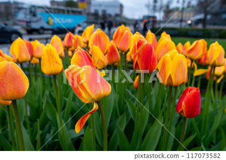 A field of yellow and red tulips in bloom.  King's garden, Stockholm, Sweden. 117073582