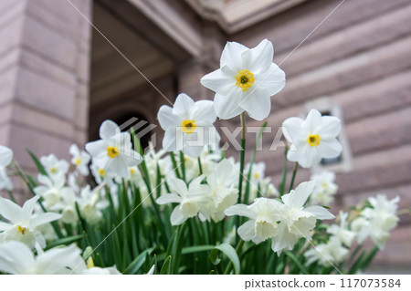 White daffodils in bloom against a building.  King's garden, Stockholm, Sweden. 117073584