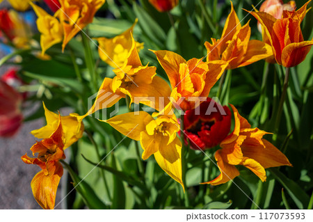 Yellow and Red Tulips in Bloom. King's Garden, Stockholm, Sweden. Yellow and Red Tulips in Bloom. King's Garden, Stockholm, Sweden. 117073593