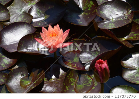 Aquatic Botanical Garden Mizunomori Aquatic Botanical Garden Mizunomori 117073770